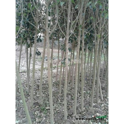 上海供應米徑3-8公分香樟，大量出售香樟