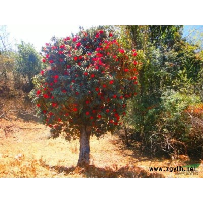 茶梅.茶花紅花繼木.桂花.香樟.杜英.廣玉蘭以及各種綠化苗木