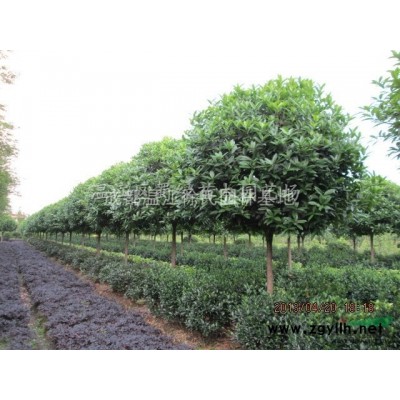 成都銀杏、高桿桂花樹、精品廣玉蘭