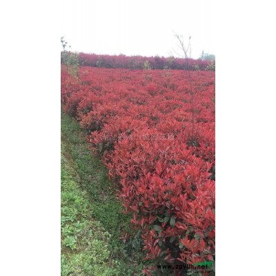 香樟，紅葉石楠