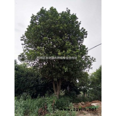 湖北荊州香樟，欒樹，廣玉蘭，枇杷，樸樹等綠化喬木大量供應