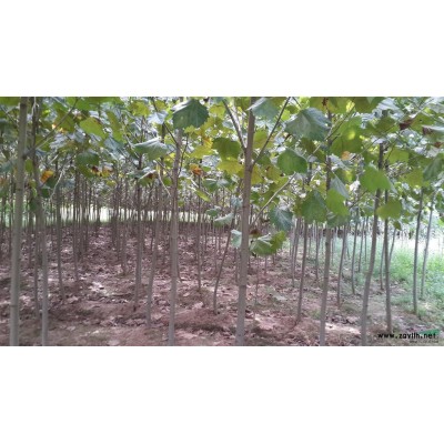 連云港地區(qū)供應(yīng)5-12公分廣玉蘭