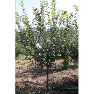 大量出售 8-20公分銀杏-北京綠蘆園