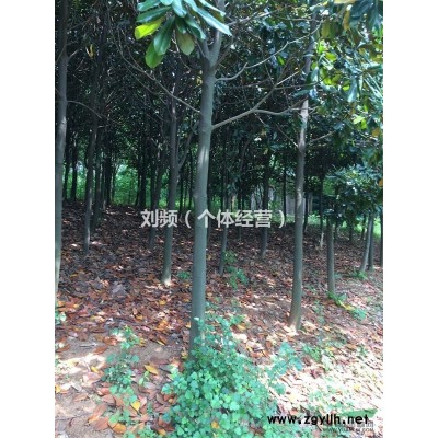 優惠提供綠化苗木：廣玉蘭、金桂、香樟。