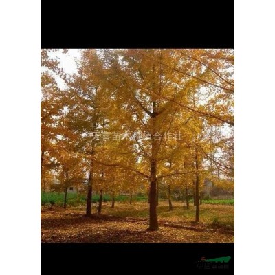 江蘇邳州供應1-50公分銀杏