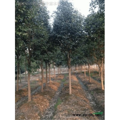 湖南銀杏樹 白果樹 湖南銀杏 銀杏大樹 銀杏價(jià)格 大銀杏