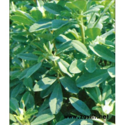 元寶楓、銀杏、花葉木槿