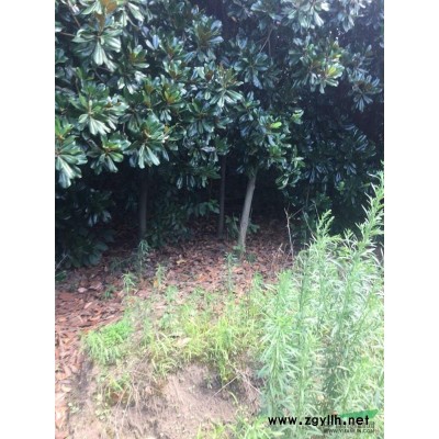 大量桂花（金桂），廣玉蘭價優