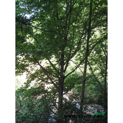 廣玉蘭、櫸樹、合歡(長興苗)