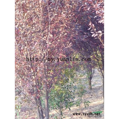 廣玉蘭5一8一15公分5千一1萬(wàn)棵