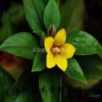 香樟 香樟苗  香樟種子