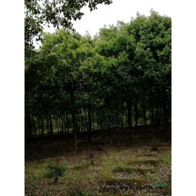 自家種植多年的香樟出售