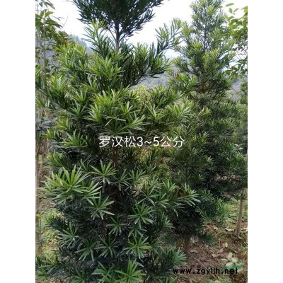 供應8-15公分香樟價格40 重慶貨源