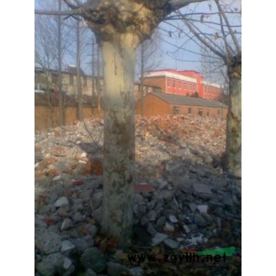 出售10公分至20公分的廣玉蘭