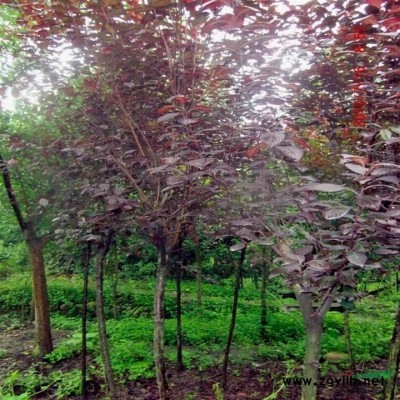 廣玉蘭報價/浙江廣玉蘭報價