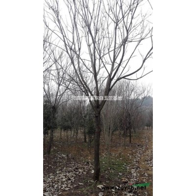 大規格白玉蘭，廣玉蘭，白玉蘭供應，河南白玉蘭