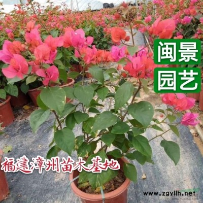 漳州全冠多桿香樟高600厘米