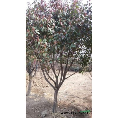 銀杏供應/銀杏圖片