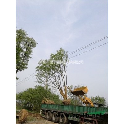 精品小香樟10-16公分！！