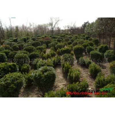 陜西銀杏*新報價/銀杏圖片