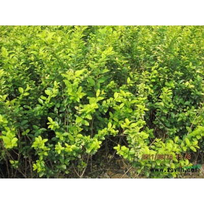 廣玉蘭1圖片\廣玉蘭1報價