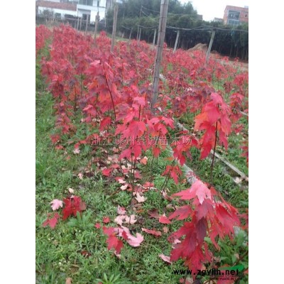 廣玉蘭行情報價\廣玉蘭圖片展示