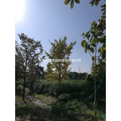 廣玉蘭！廣玉蘭！廣玉蘭！