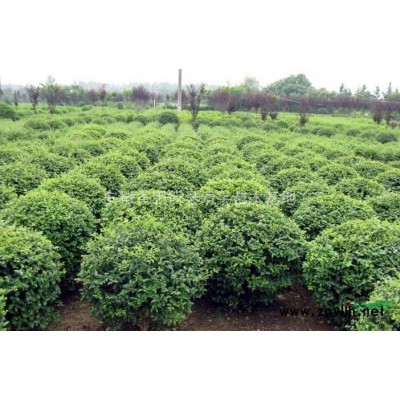 香樟 移栽香樟 *新香樟價格 安徽香樟