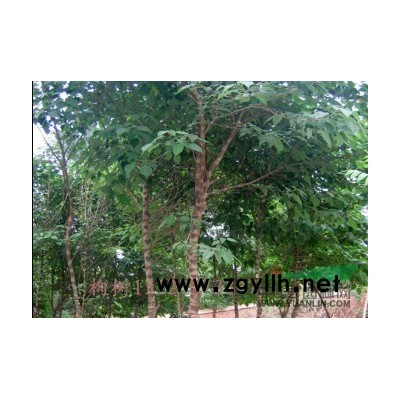 春季出售銀杏樹