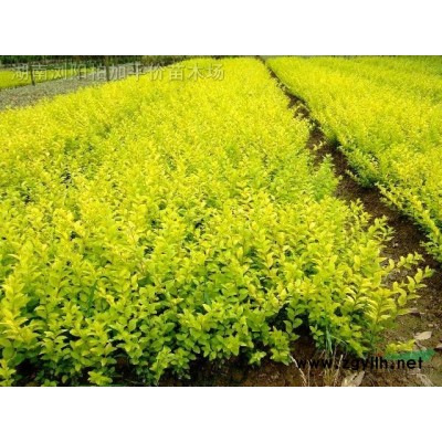 樂昌含笑、香樟、廣玉蘭、深山含笑、香泡樹、楊梅樹等湖南苗木