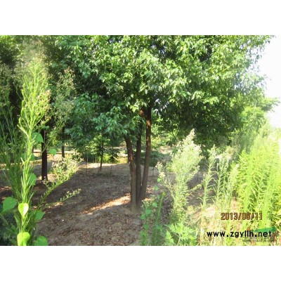 廣玉蘭2*新價格/廣玉蘭2報價