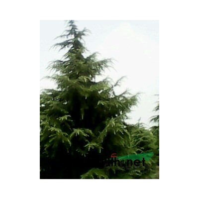 雪松.大葉女貞.廣玉蘭.雪松價格