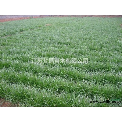 大小規(guī)格江蘇桂花 桂花基地 桂花價格基地