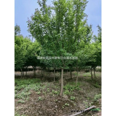 大葉女貞 高桿女貞 湖北大葉女貞武漢大葉女貞蔡甸大葉女貞河南..