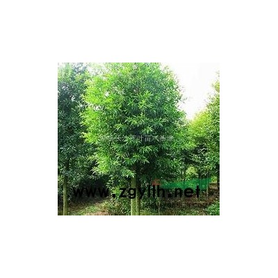 女貞 *新大葉女貞價格