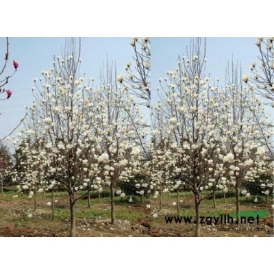 桂花 精品桂花基地 浙江桂花價格 精品桂花房地產適用