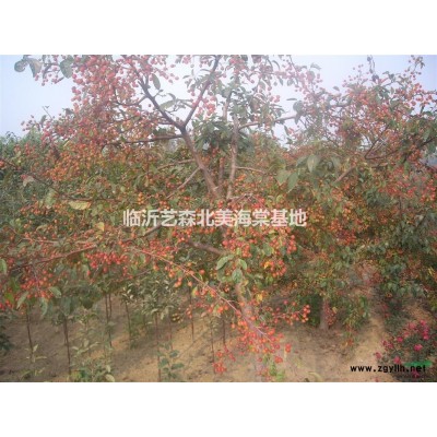 2-4公分大葉女貞10-50上車