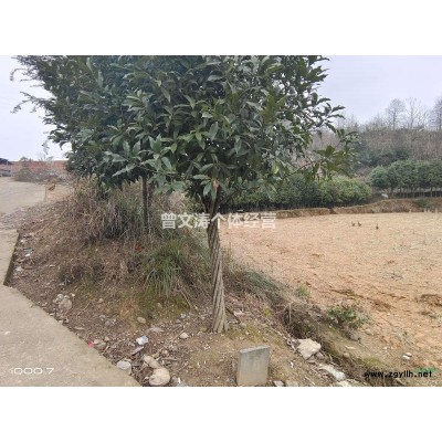 兩萬棵桂花樹歡迎大家采購量大從優