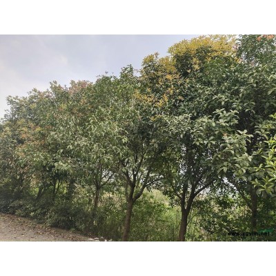 重慶銅梁桂花苗