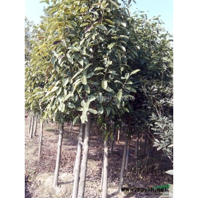 3公分，5公分，8公分，10公分大葉女貞批發