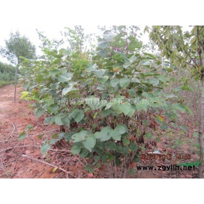 50公分大葉女貞產(chǎn)地，一年生大葉女貞價格，1.8米大葉女貞價