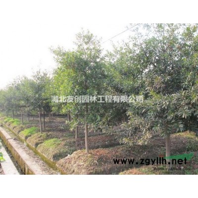 湖北地區處理12–16公分大葉女貞