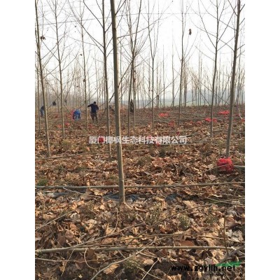 供應桂花 桂花價格 桂花行情 桂花報價 桂花求購信息