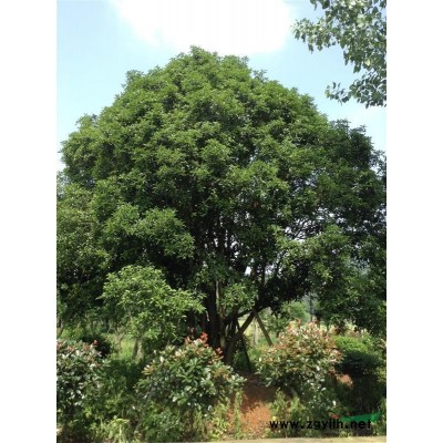 2015年*新長勢桂花