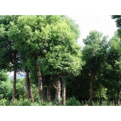 各種規格香樟