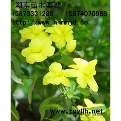 大葉女貞 大葉女貞價格 咨詢湖南澤云苗木合作社