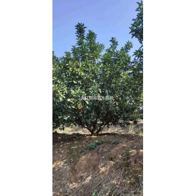 供應大葉女貞量大5-10公分的需要的聯系