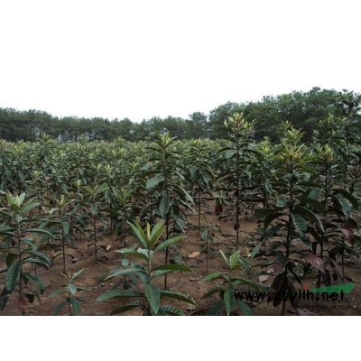 大葉女貞*新價格/大葉女貞報價