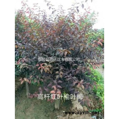 河南大葉女貞花木基地/大葉女貞價格/大葉女貞批發/花木直銷