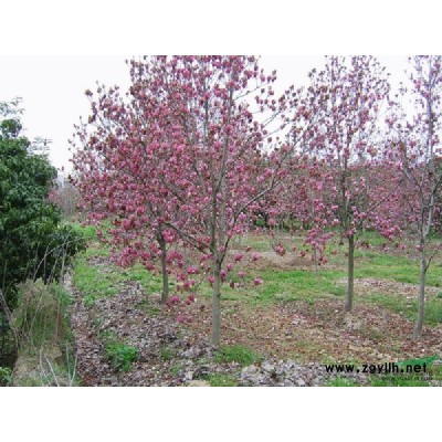 大葉女貞主要產地銷售價格，低價格對外出售